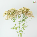 Achillea / Yarrow - Warm Yellow With Minor Pink (5 Stems)