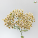 Achillea / Yarrow - Warm Yellow With Minor Pink (5 Stems)