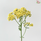 Achillea / Yarrow - Lemon Yellow (5 Stems)
