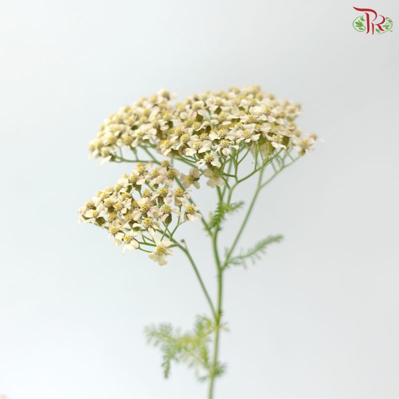 Achillea / Yarrow - Warm Yellow With Minor Pink (5 Stems)