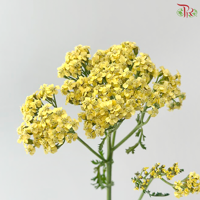 Achillea / Yarrow - Lemon Yellow (5 Stems)