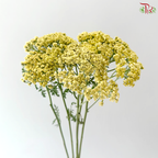 Achillea / Yarrow - Lemon Yellow (5 Stems)