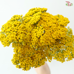 Achillea / Yarrow - Yellow (5 Stems)