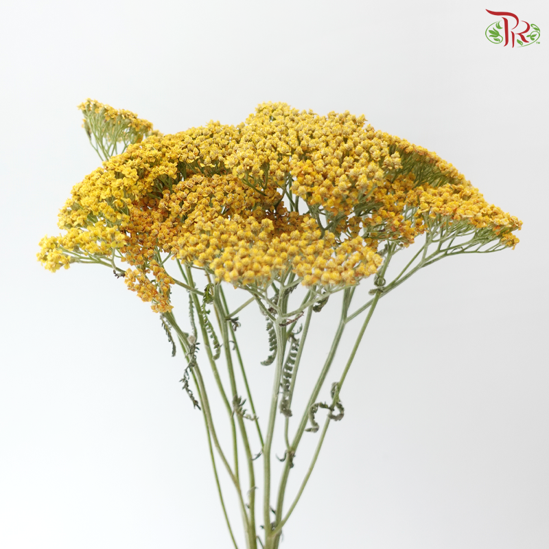 Achillea / Yarrow - Yellow (5 Stems)