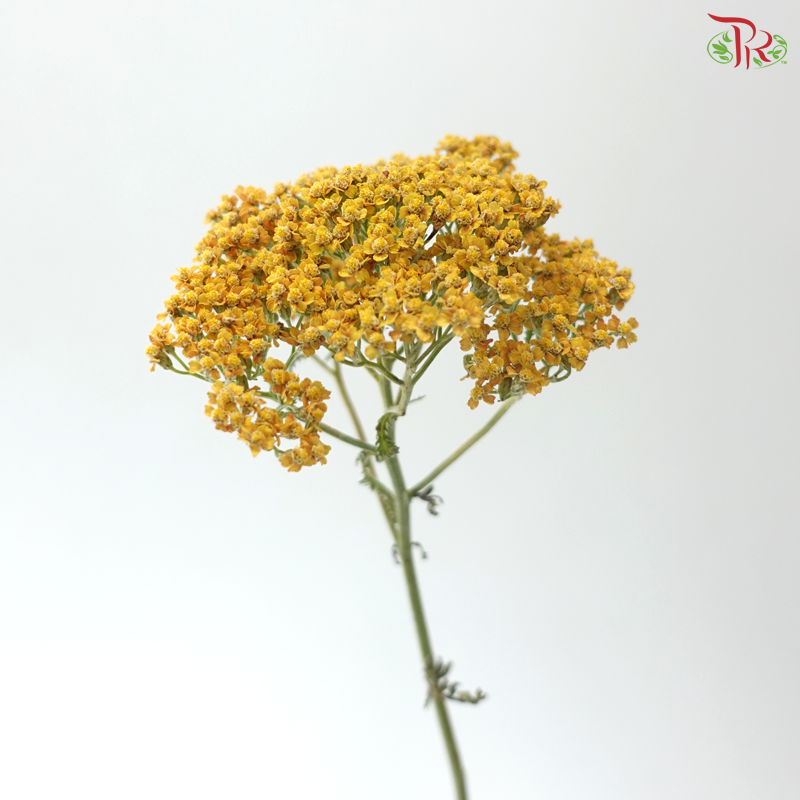Achillea / Yarrow - Yellow (5 Stems)
