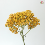 Achillea / Yarrow - Yellow (5 Stems)