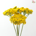 Achillea / Yarrow - Yellow (5 Stems)
