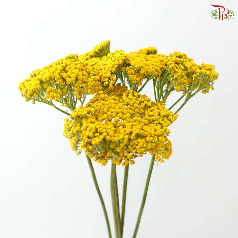Achillea / Yarrow - Yellow (5 Stems)