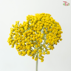 Achillea / Yarrow - Yellow (5 Stems)