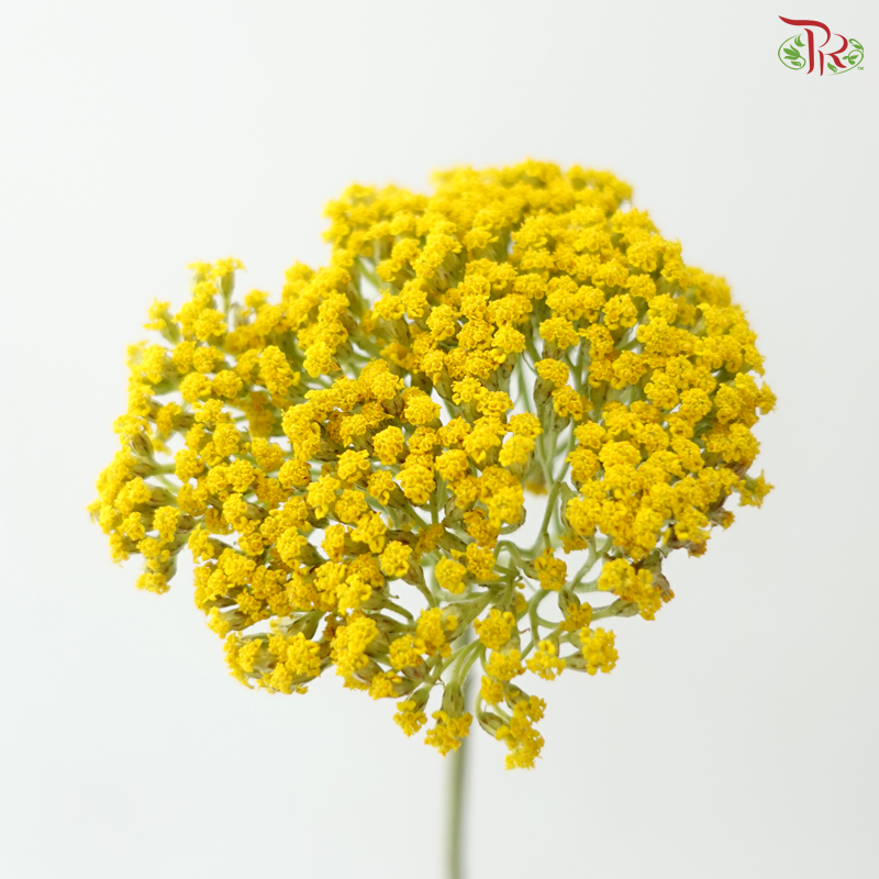 Achillea / Yarrow - Yellow (5 Stems)
