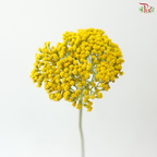 Achillea / Yarrow - Yellow (5 Stems)