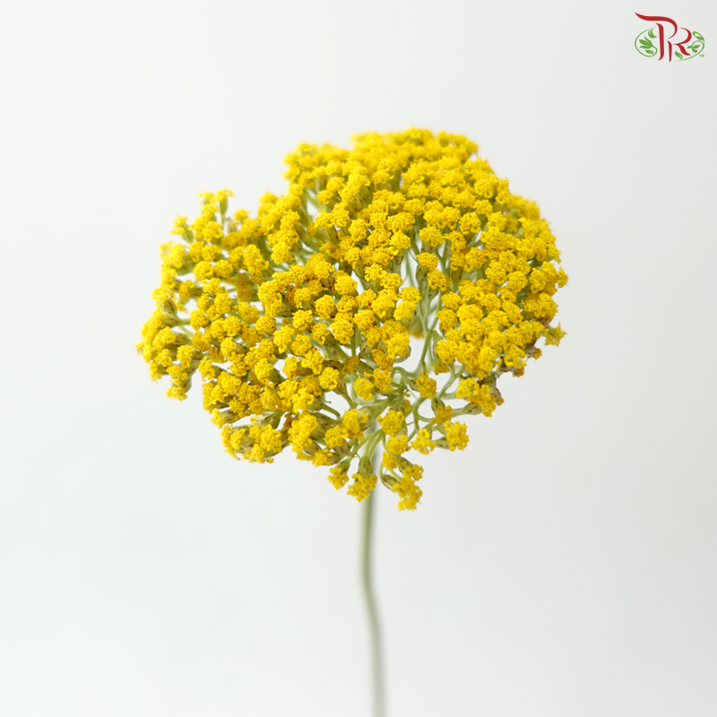 Achillea / Yarrow - Yellow (5 Stems)