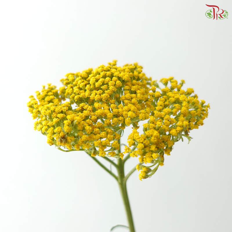 Achillea / Yarrow - Yellow (5 Stems)