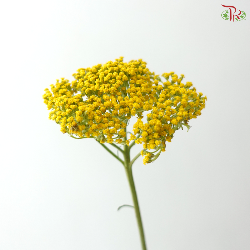 Achillea / Yarrow - Yellow (5 Stems)