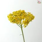 Achillea / Yarrow - Yellow (5 Stems)