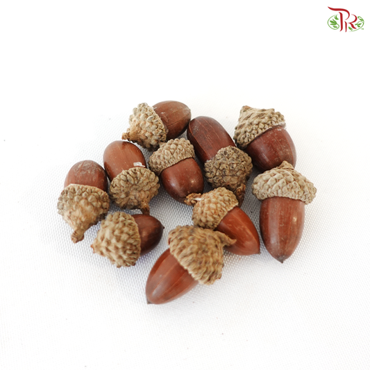 Acorn (10PCS Per Pack)