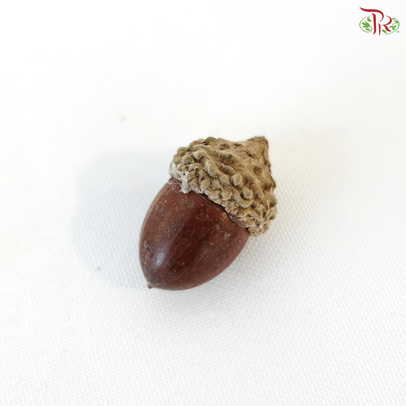 Acorn (10PCS Per Pack)