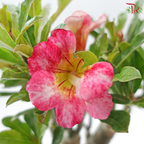 Adenium (Big)《富贵花》(Random Choose Color)