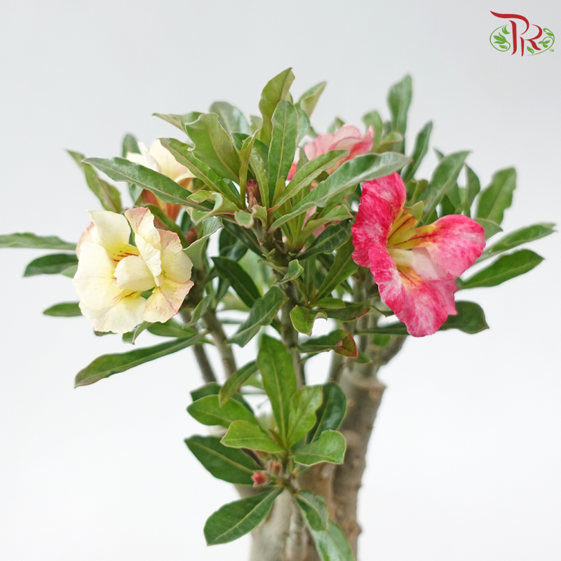 Adenium (Big)《富贵花》(Random Choose Color)