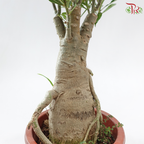 Adenium (Big)《富贵花》(Random Choose Color)