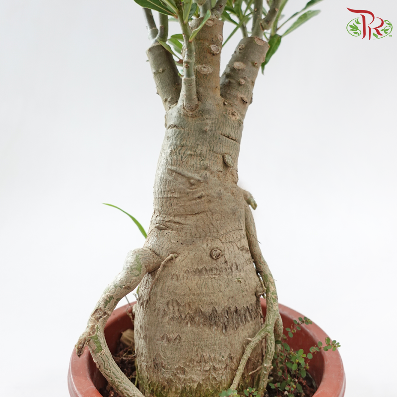 Adenium (Big)《富贵花》(Random Choose Color)
