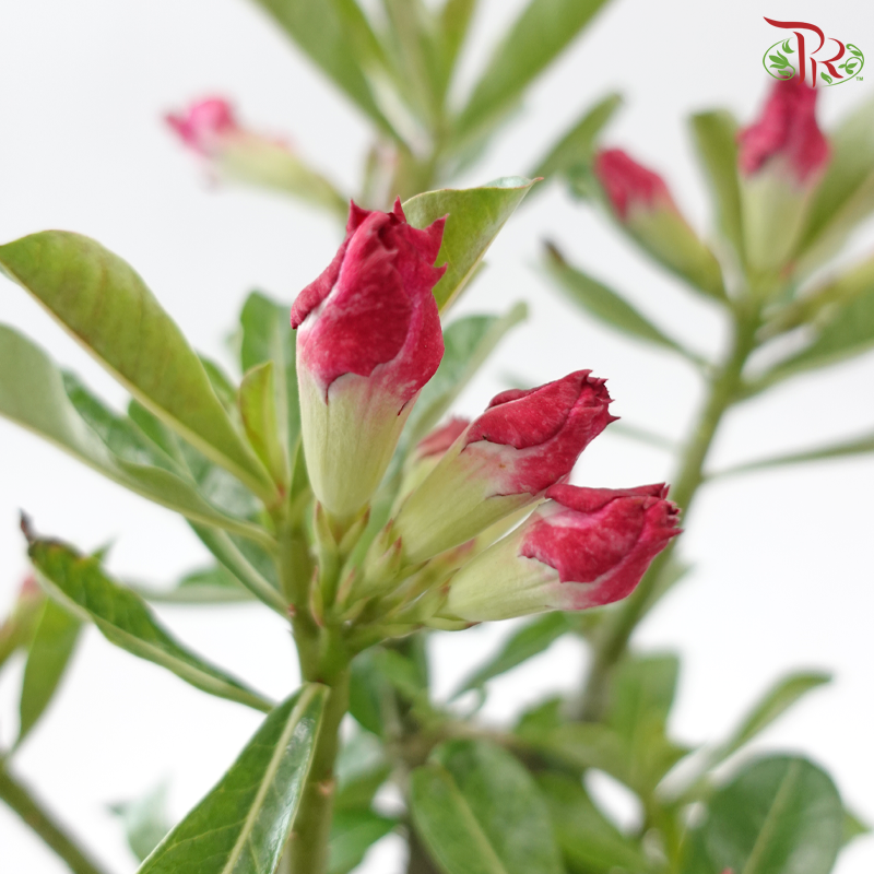 Adenium (Big)《富贵花》(Random Choose Color)