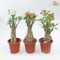Adenium (Big)《富贵花》(Random Choose Color)