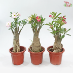 Adenium (Big)《富贵花》(Random Choose Color)