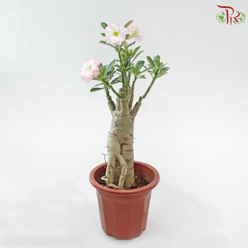 Adenium (Big)《富贵花》(Random Choose Color)