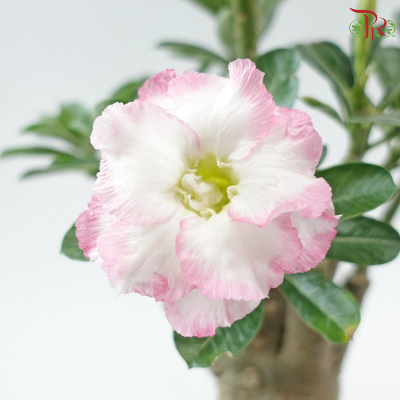 Adenium (Big)《富贵花》(Random Choose Color)