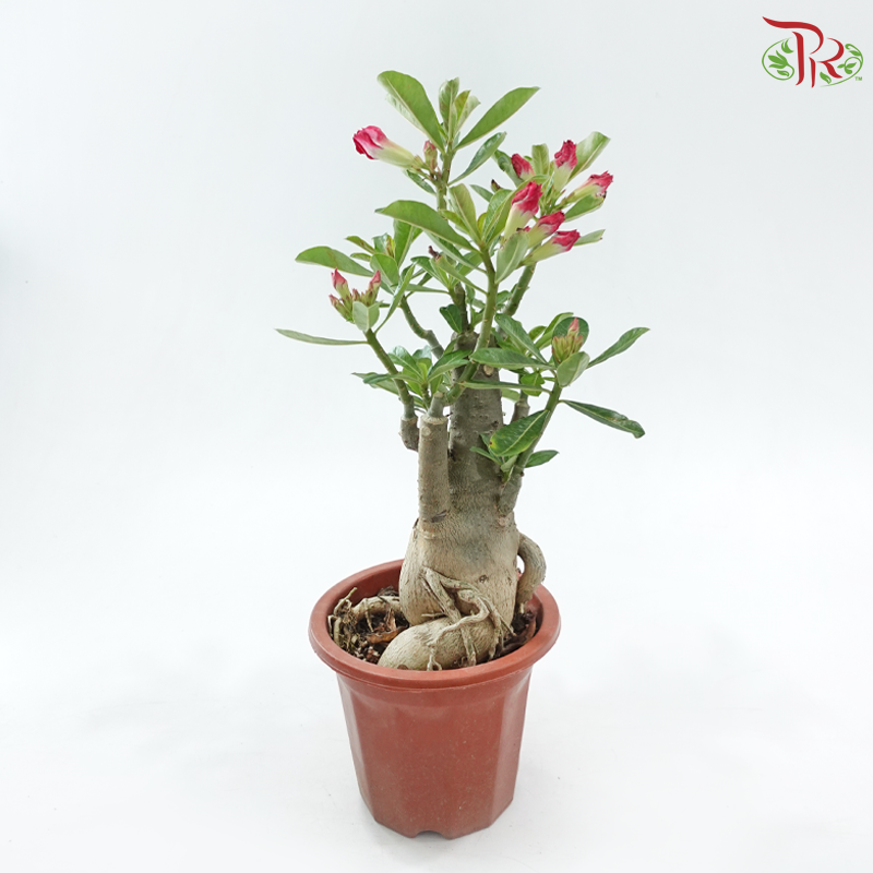 Adenium (Big)《富贵花》(Random Choose Color)