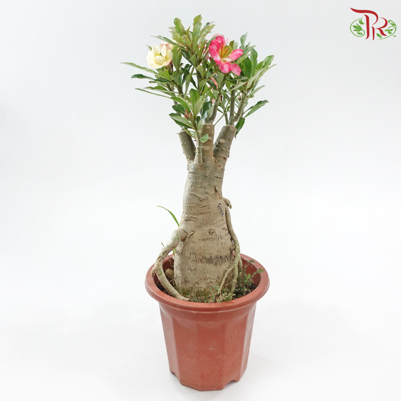 Adenium (Big)《富贵花》(Random Choose Color)