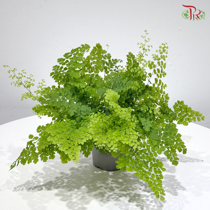 Adiantum Fritz Luthi 细叶美叶铁线蕨 P120