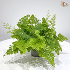 Adiantum Fritz Luthi 细叶美叶铁线蕨 P120