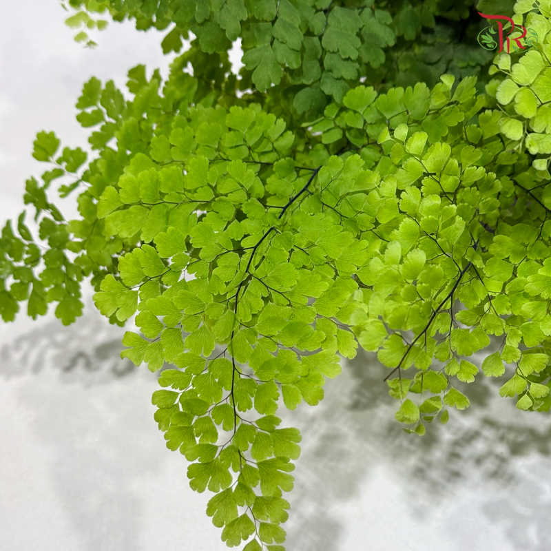 Adiantum Fritz Luthi 细叶美叶铁线蕨 P120