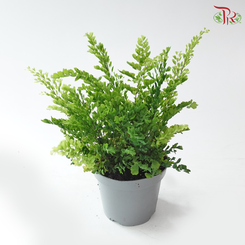 Adiantum Lisa 丽莎美叶铁线蕨 P120