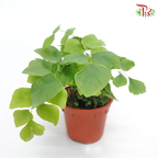 Adiantum Peruvianum 《秘鲁铁线蕨》 - Pudu Ria Florist