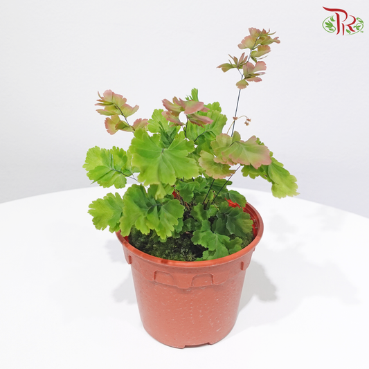 Adiantum Tenerum Bicolour P120《脆铁线蕨》