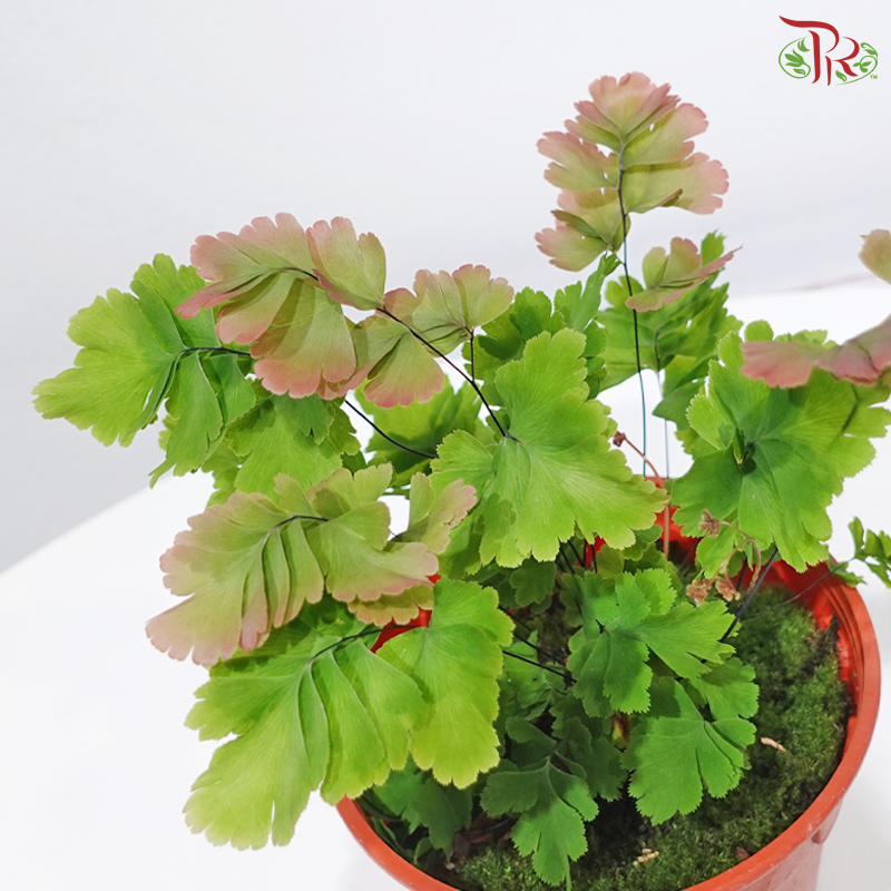 Adiantum Tenerum Bicolour P120《脆铁线蕨》