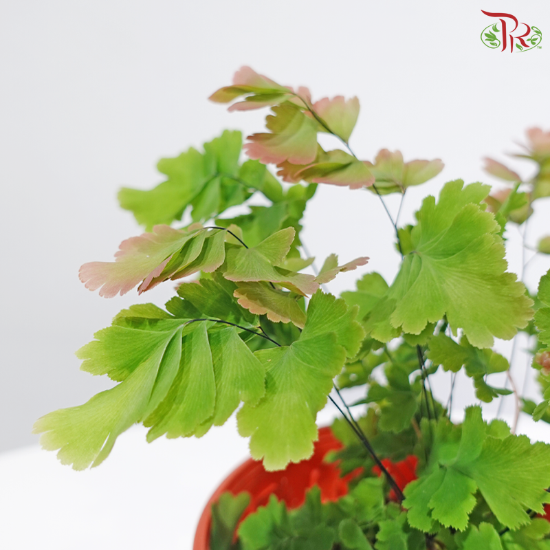 Adiantum Tenerum Bicolour P120《脆铁线蕨》
