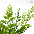 Adiantum Lisa 丽莎美叶铁线蕨 P120