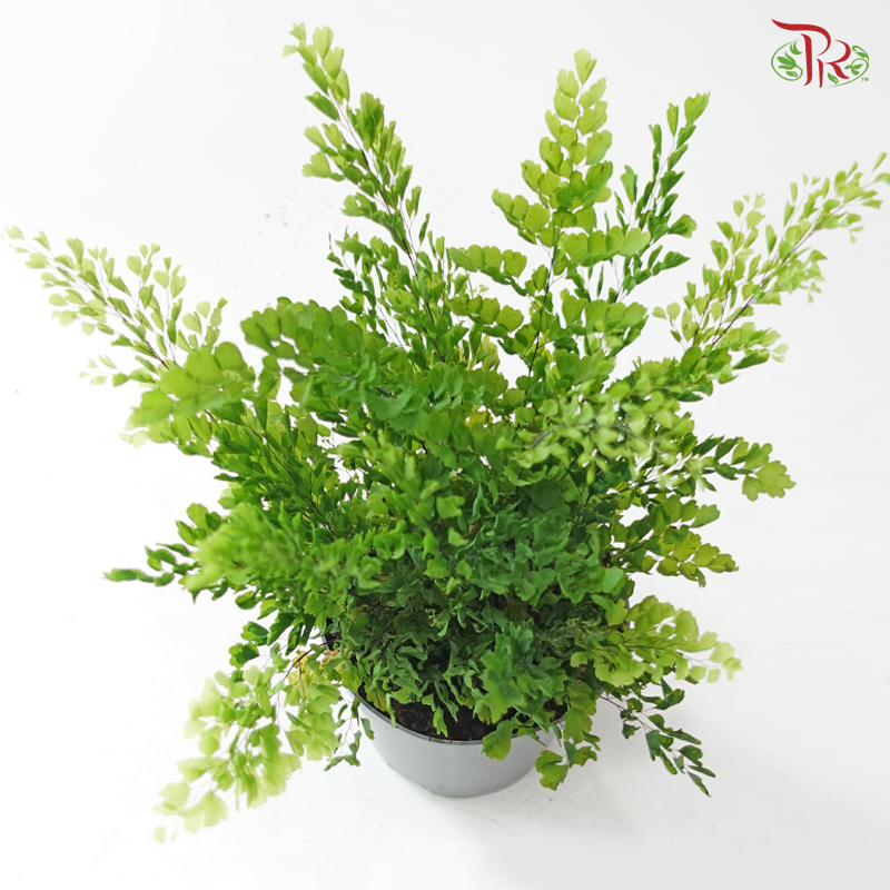 Adiantum Lisa 丽莎美叶铁线蕨 P120