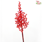 Aechmea Fulgens (Per Bunch)