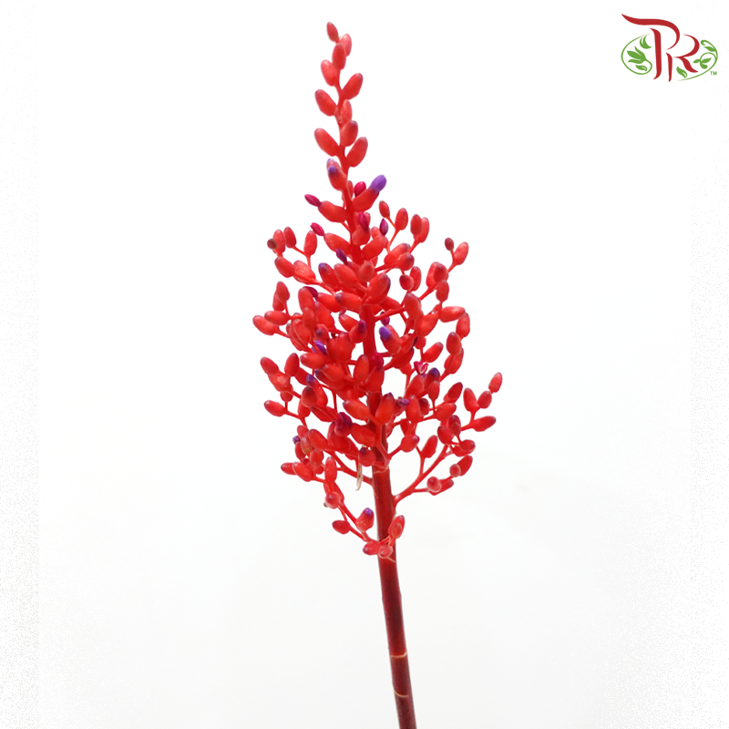 Aechmea Fulgens (Per Bunch)