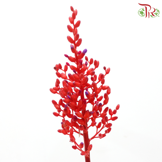 Aechmea Fulgens (Per Bunch)