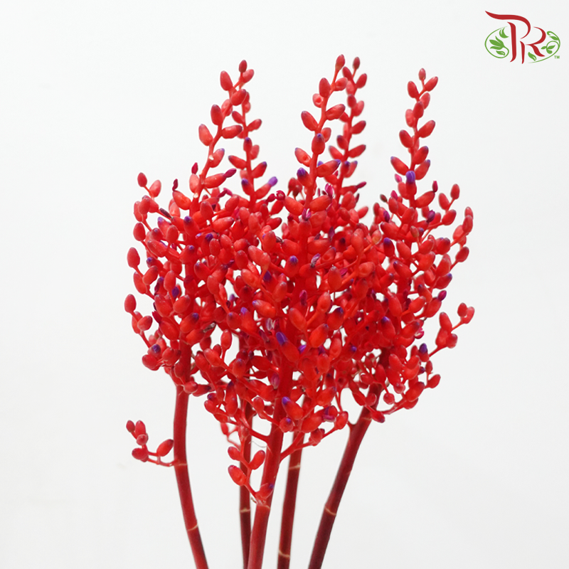 Aechmea Fulgens (Per Bunch)