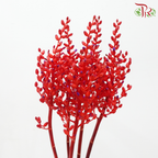 Aechmea Fulgens (Per Bunch)