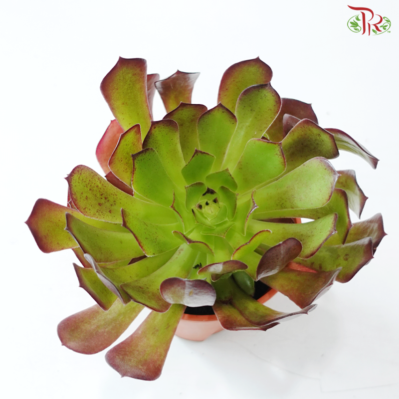 Aeonium P150《法师》 F02