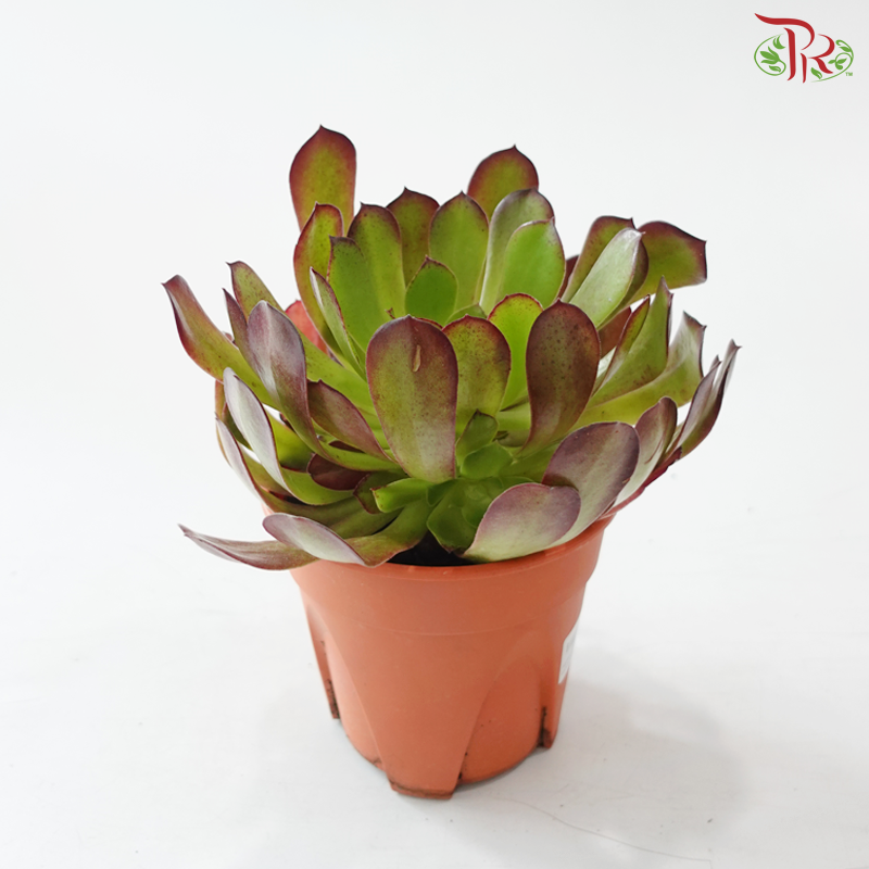 Aeonium P150《法师》 F02