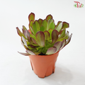 Aeonium P150《法师》 F02